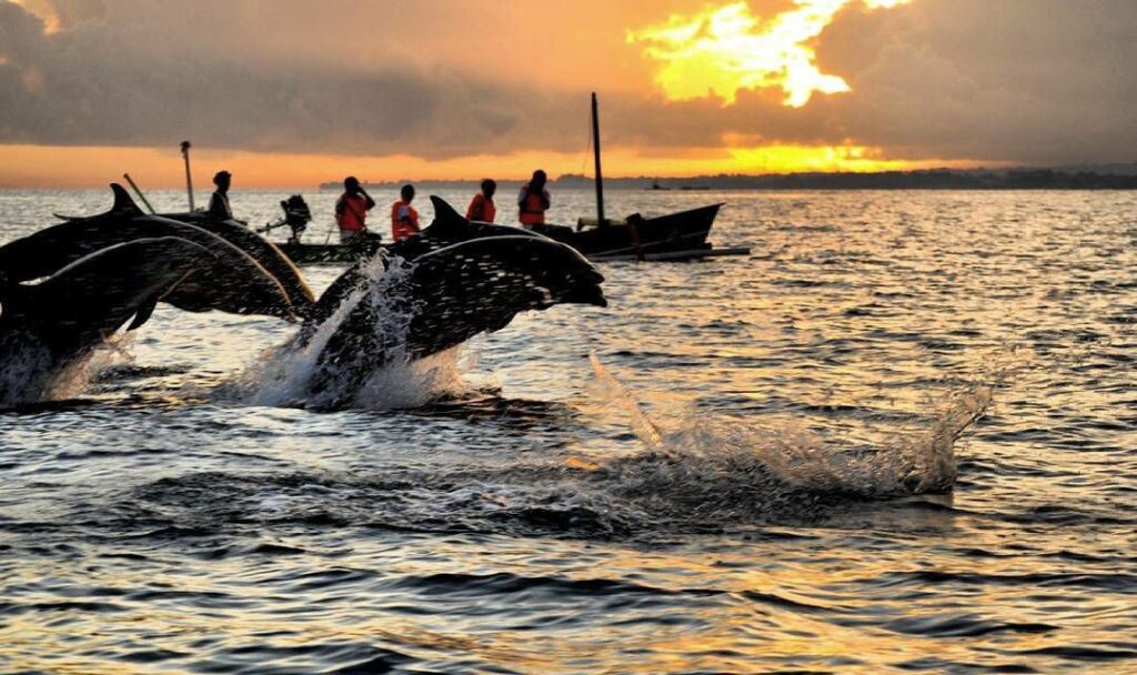 Dolphin Watching in Lovina