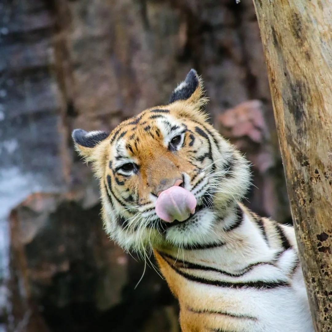 Bali Safari dan Marine Park