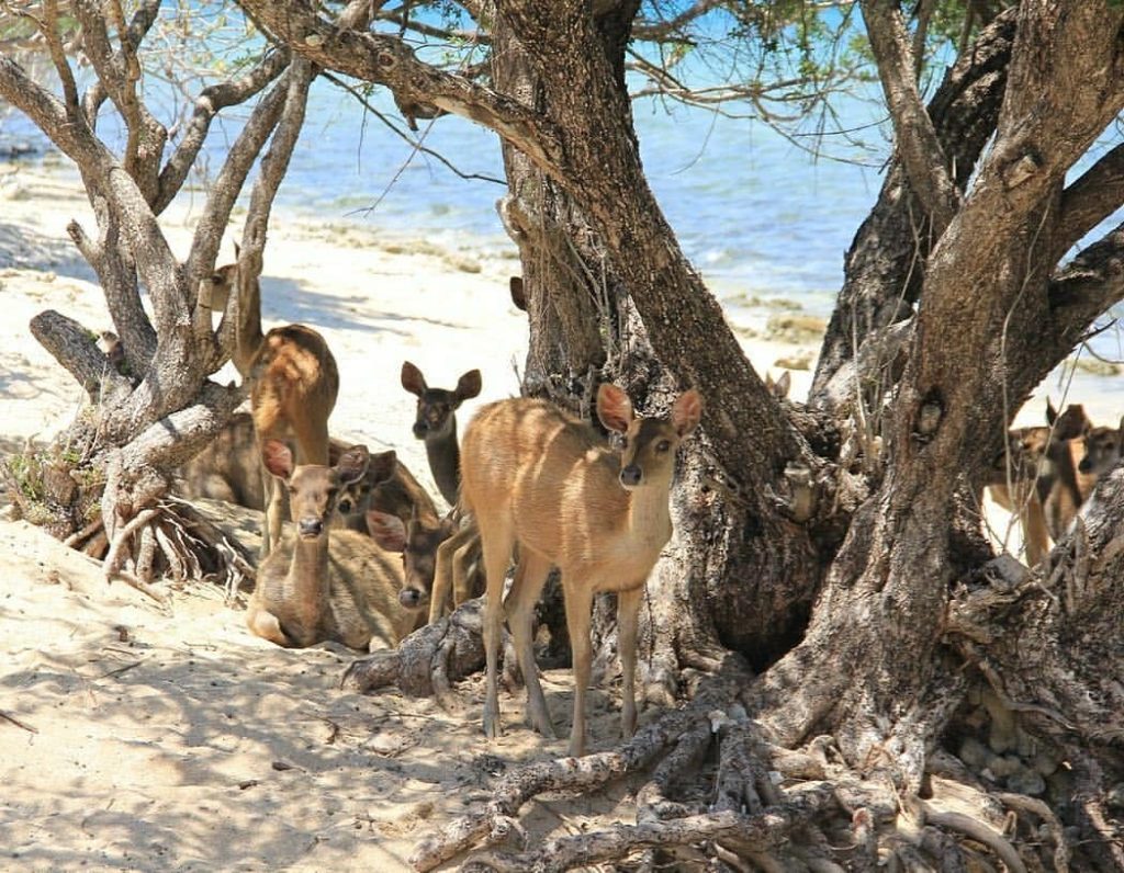 Taman Nasional Bali Barat