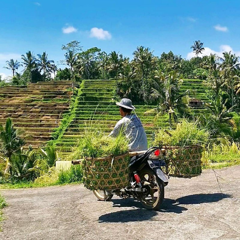 Jatiluwih Tabanan Bali