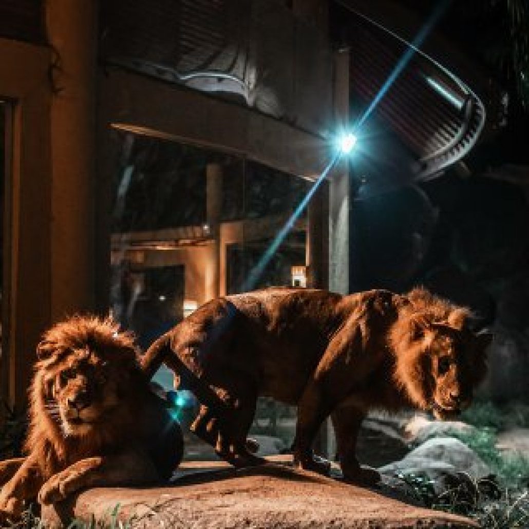 Bali Safari dan Marine Park