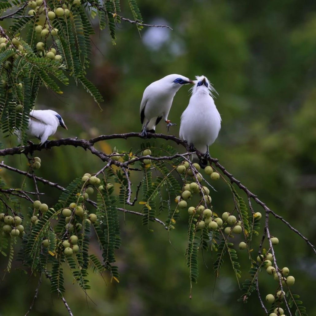 Taman Nasional Bali Barat