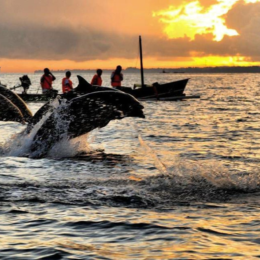 Dolphin Watching in Lovina