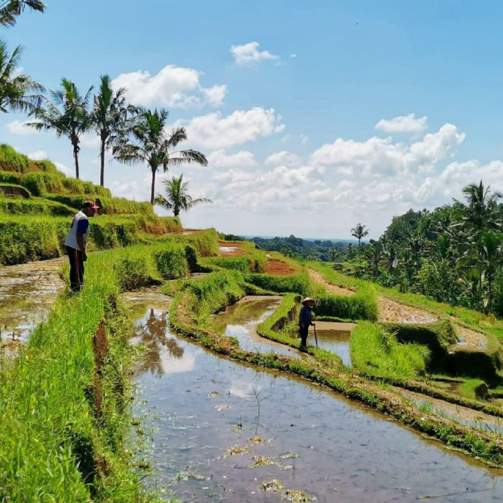 Jatiluwih Tabanan Bali