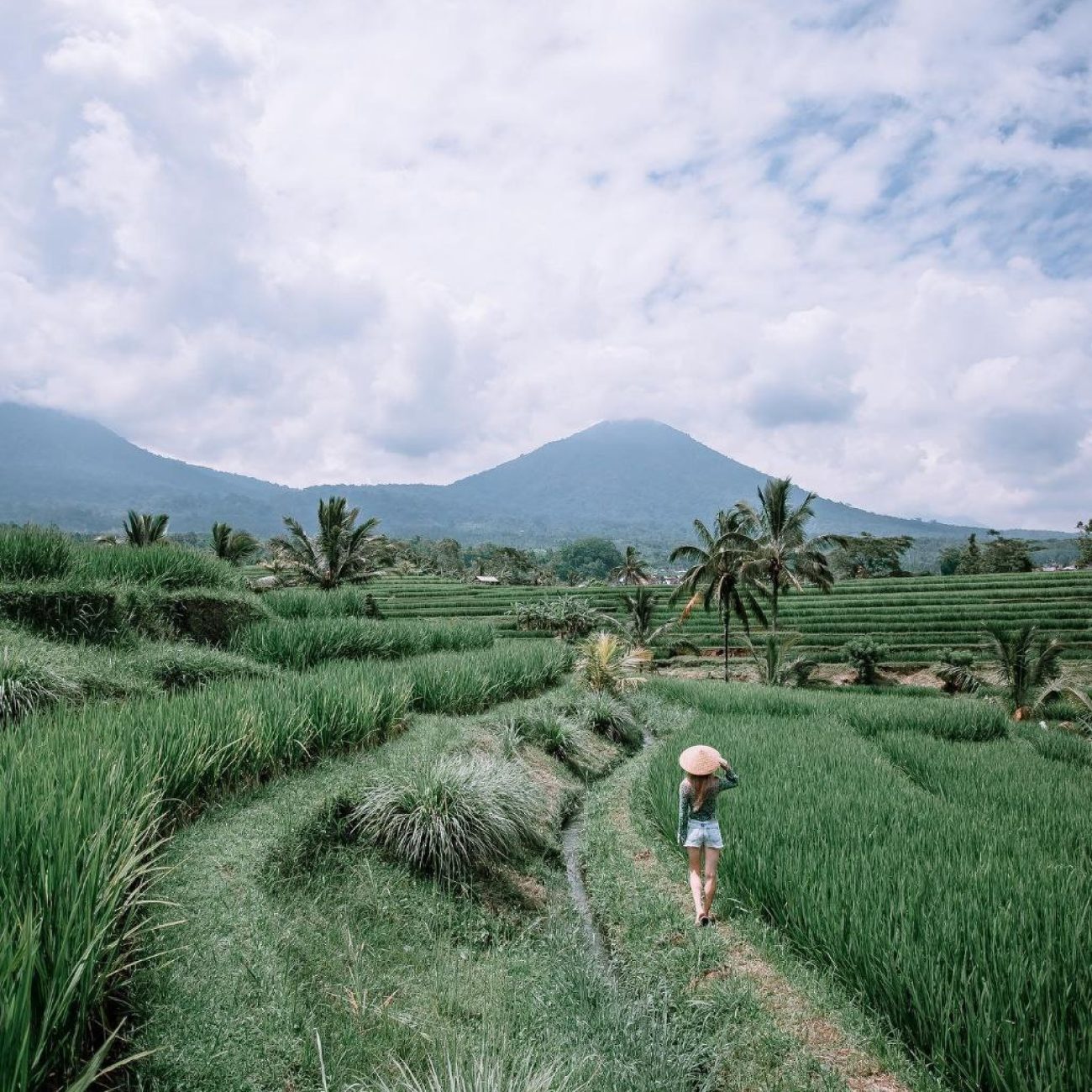 Rice Terrace Bali